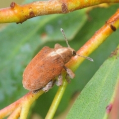 Gonipterus sp. (genus) at Nimmo, NSW - 30 Jan 2019