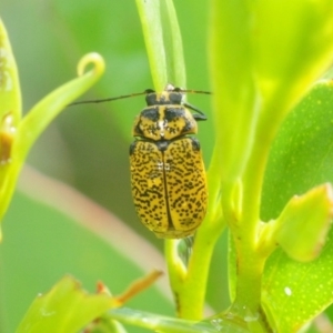 Aporocera (Aporocera) erosa at Nimmo, NSW - 30 Jan 2019 01:58 PM