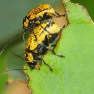 Aporocera (Aporocera) erosa at Nimmo, NSW - 30 Jan 2019 01:58 PM