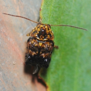 Cadmus (Cyphodera) chlamydiformis at Nimmo, NSW - 30 Jan 2019