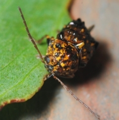 Cadmus (Cyphodera) chlamydiformis at Nimmo, NSW - 30 Jan 2019 07:09 PM