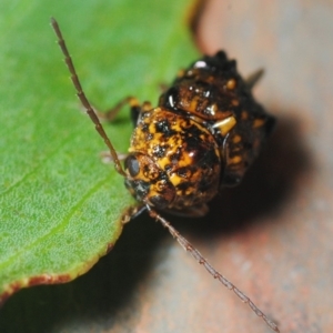 Cadmus (Cyphodera) chlamydiformis at Nimmo, NSW - 30 Jan 2019