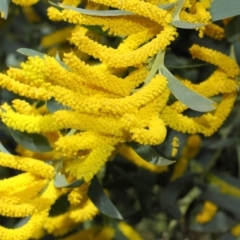 Acacia pycnostachya (Bolivia Wattle) at Acton, ACT - 23 Oct 2018 by Tim L