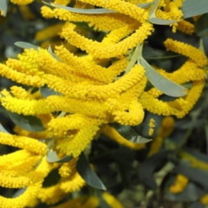 Acacia pycnostachya at Acton, ACT - 23 Oct 2018