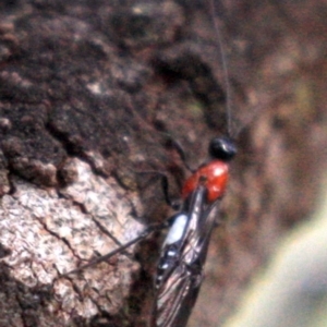 Pycnobraconoides sp. (genus) at Majura, ACT - 23 Jan 2019 04:59 PM