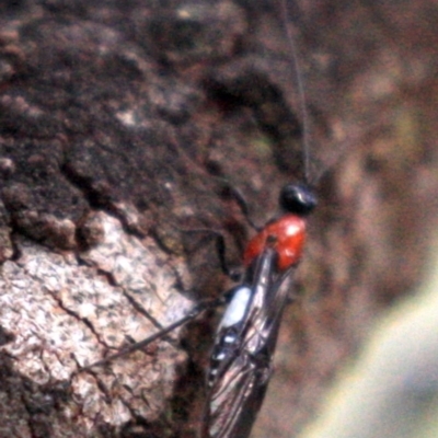 Pycnobraconoides sp. (genus) (A Braconid wasp) at Majura, ACT - 23 Jan 2019 by jbromilow50