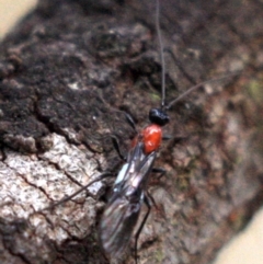 Pycnobraconoides sp. (genus) at Majura, ACT - 23 Jan 2019 04:59 PM