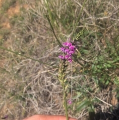 Cullen microcephalum (Dusky Scurf-pea) at Molonglo River Reserve - 25 Nov 2018 by RichardMilner