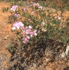 Lotus australis (Austral Trefoil) at Red Hill, ACT - 30 Nov 2018 by RichardMilner