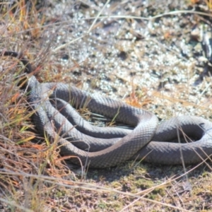 Pseudonaja textilis at Gundaroo, NSW - 6 Jun 2016 03:26 AM