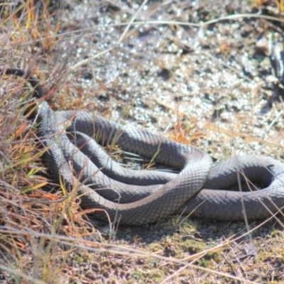 Pseudonaja textilis (Eastern Brown Snake) at Gundaroo, NSW - 5 Jun 2016 by Gunyijan