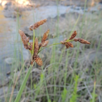 Schoenoplectus validus (River Club-rush) at Greenway, ACT - 9 Jan 2019 by michaelb