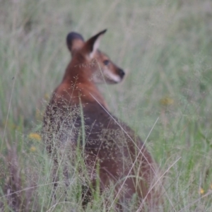 Notamacropus rufogriseus at Greenway, ACT - 9 Jan 2019