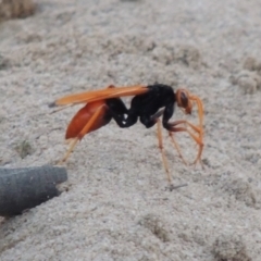 Cryptocheilus bicolor (Orange Spider Wasp) at Greenway, ACT - 9 Jan 2019 by michaelb