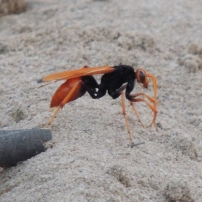Cryptocheilus bicolor (Orange Spider Wasp) at Greenway, ACT - 9 Jan 2019 by MichaelBedingfield