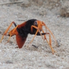 Cryptocheilus bicolor at Greenway, ACT - 9 Jan 2019 09:05 PM