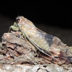 Galanga labeculata (Double-spotted cicada) at Pollinator-friendly garden Conder - 11 Jan 2019 by michaelb