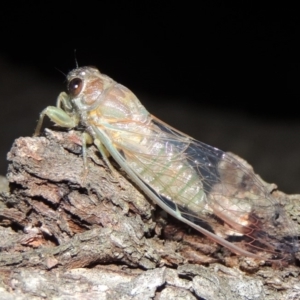 Galanga labeculata at Conder, ACT - 12 Jan 2019 01:09 AM