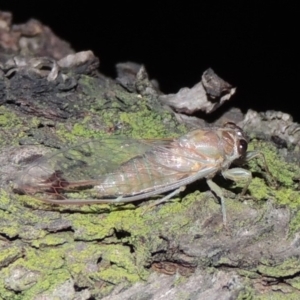 Galanga labeculata at Conder, ACT - 12 Jan 2019