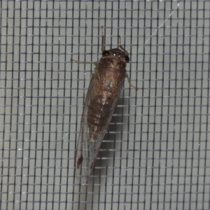 Galanga labeculata at Conder, ACT - 12 Jan 2019 01:09 AM