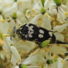 Hoshihananomia leucosticta (Pintail or Tumbling flower beetle) at Pollinator-friendly garden Conder - 7 Jan 2019 by michaelb