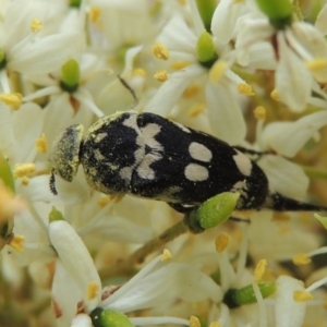 Hoshihananomia leucosticta at Conder, ACT - 7 Jan 2019