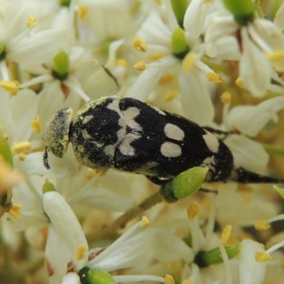 Hoshihananomia leucosticta (Pintail or Tumbling flower beetle) at Pollinator-friendly garden Conder - 7 Jan 2019 by michaelb