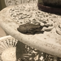 Litoria peronii at Jerrabomberra, NSW - 31 Jan 2019 09:16 PM