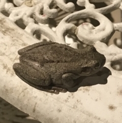Litoria peronii at Jerrabomberra, NSW - 31 Jan 2019 09:16 PM