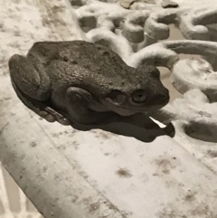 Litoria peronii at Jerrabomberra, NSW - 31 Jan 2019 09:16 PM