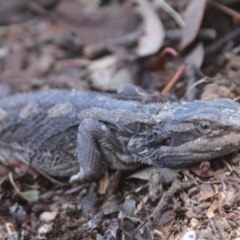 Pogona barbata (Eastern Bearded Dragon) at Gundaroo, NSW - 13 Dec 2014 by Gunyijan