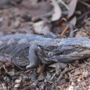 Pogona barbata at Gundaroo, NSW - suppressed