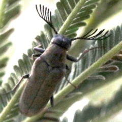 Euctenia sp. (genus) (Wedge-shaped beetle) at Ainslie, ACT - 26 Jan 2019 by jbromilow50