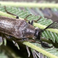 Euctenia sp. (genus) at Ainslie, ACT - 26 Jan 2019 06:35 PM