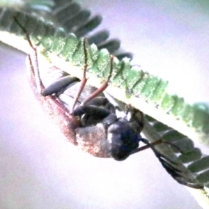 Euctenia sp. (genus) at Ainslie, ACT - 26 Jan 2019 06:35 PM