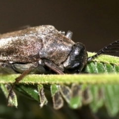 Euctenia sp. (genus) at Ainslie, ACT - 26 Jan 2019 06:35 PM