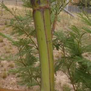 Acacia decurrens at Theodore, ACT - 1 Feb 2019 01:13 PM