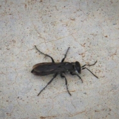 Sphecidae or Crabronidae (families) (Unidentified sand wasp) at Paddys River, ACT - 1 Feb 2019 by davobj