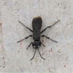 Sphecidae or Crabronidae (families) at Paddys River, ACT - 1 Feb 2019