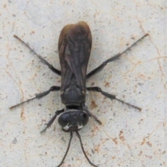 Sphecidae or Crabronidae (families) at Paddys River, ACT - 1 Feb 2019