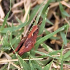 Cryptobothrus chrysophorus at Paddys River, ACT - 1 Feb 2019