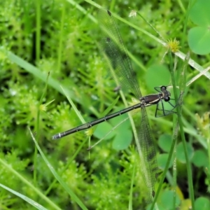 Austroargiolestes icteromelas at Coree, ACT - 20 Nov 2018