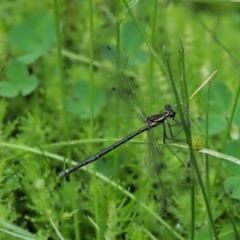 Austroargiolestes icteromelas at Coree, ACT - 20 Nov 2018