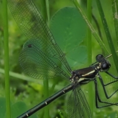 Austroargiolestes icteromelas at Coree, ACT - 20 Nov 2018