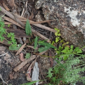 Rumex brownii at Rendezvous Creek, ACT - 19 Dec 2018 11:47 AM