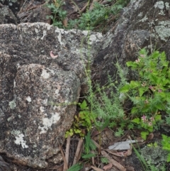 Rumex brownii at Rendezvous Creek, ACT - 19 Dec 2018 11:47 AM