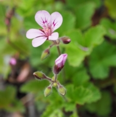 Pelargonium australe (Austral Stork's-bill) at Rendezvous Creek, ACT - 19 Dec 2018 by KenT