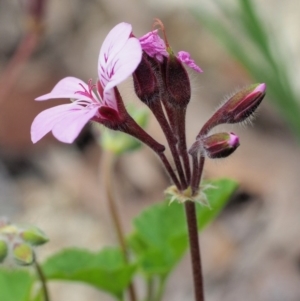 Pelargonium australe at Rendezvous Creek, ACT - 19 Dec 2018 11:35 AM