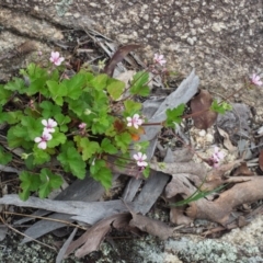 Pelargonium australe at Rendezvous Creek, ACT - 19 Dec 2018 11:35 AM