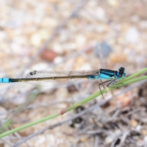 Ischnura heterosticta at Rendezvous Creek, ACT - 19 Dec 2018